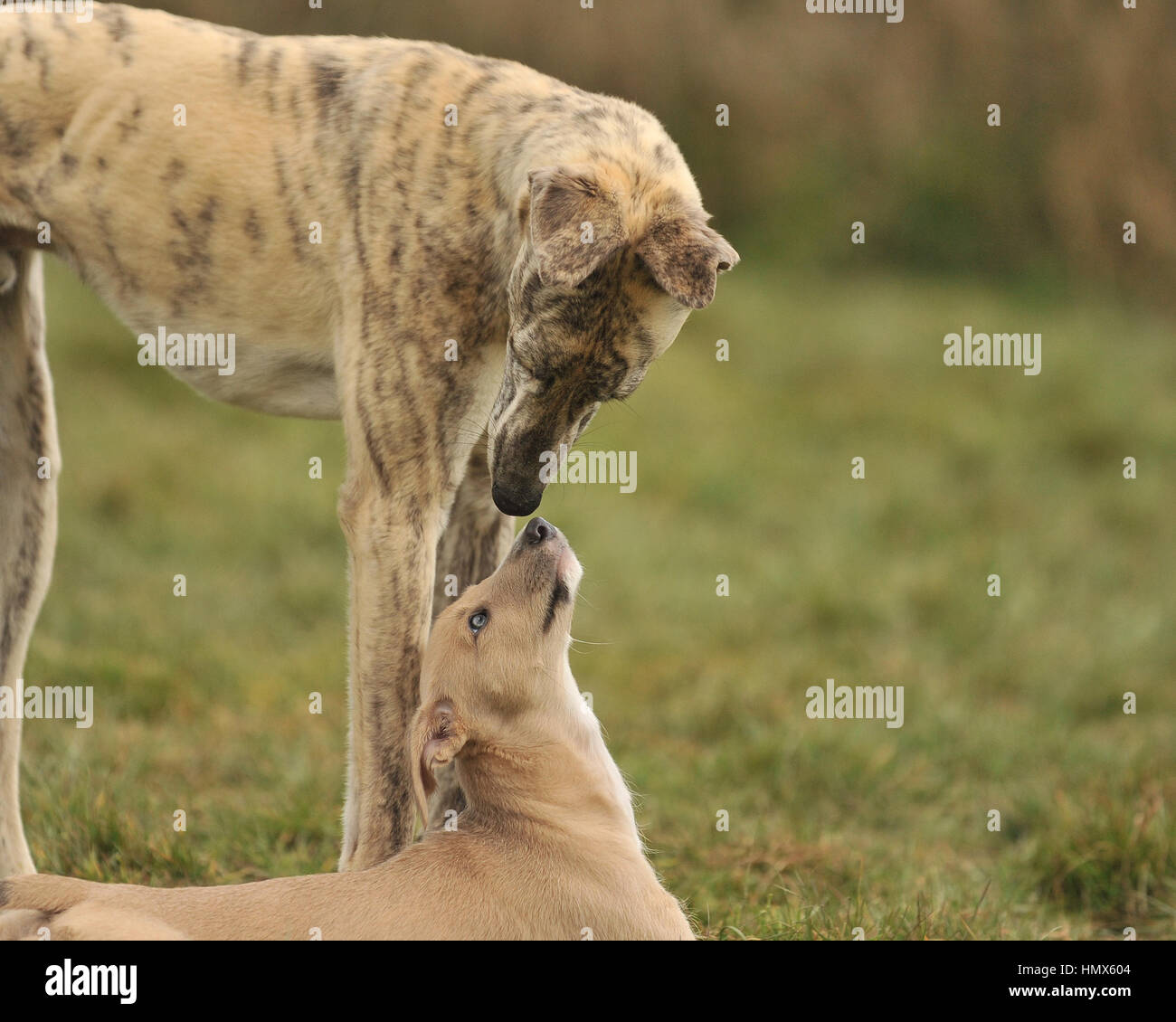 Père et fils lurcher chiens Banque D'Images