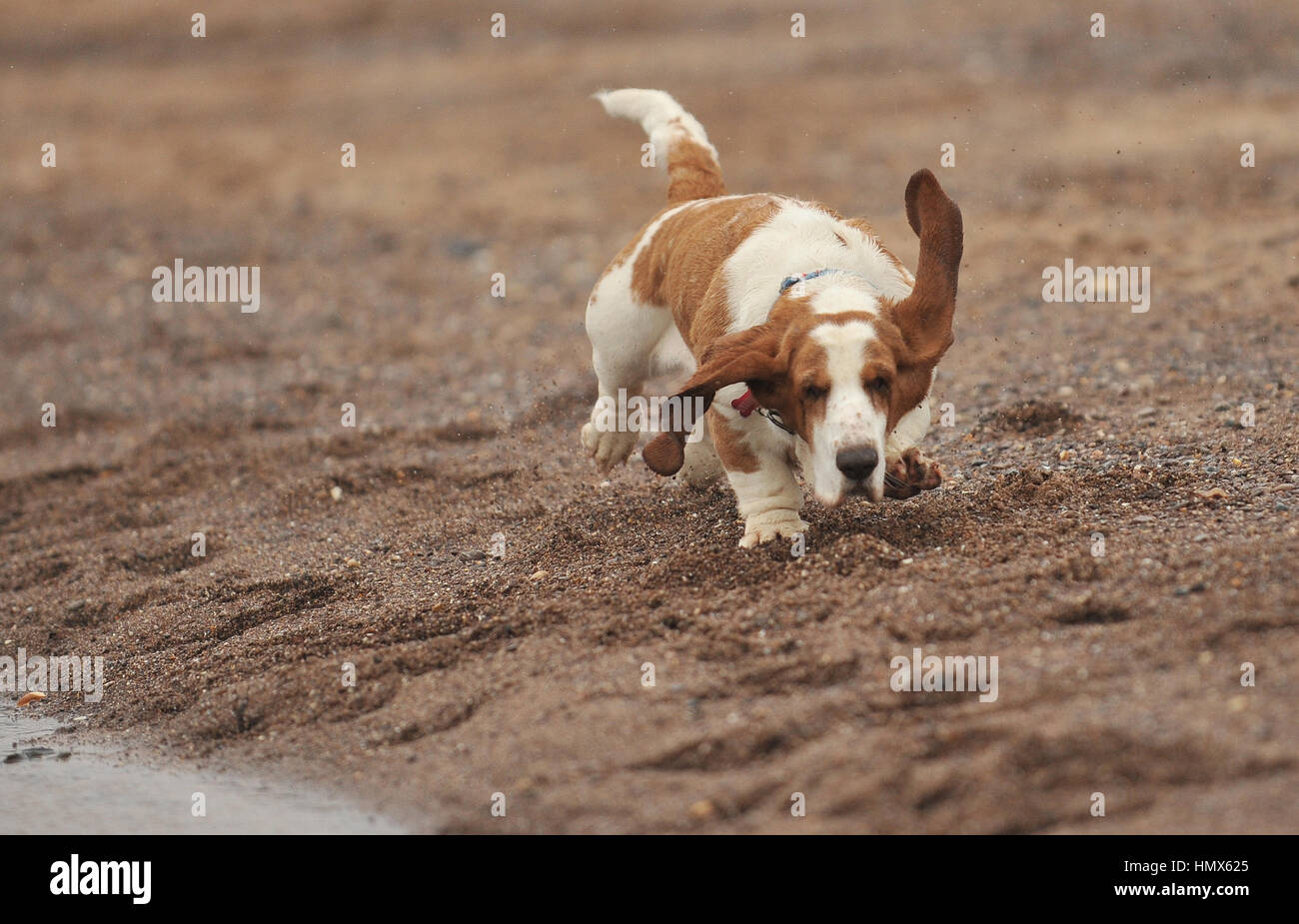 Basset Hound fonctionnant sur une plage Banque D'Images