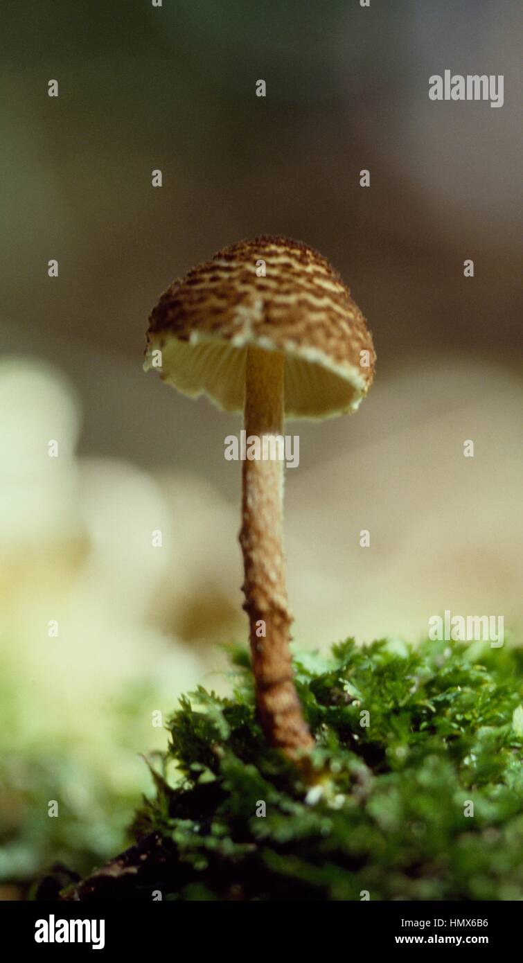 Dapperling châtaignier (castanea), Lepiota Agaricaceae. Banque D'Images