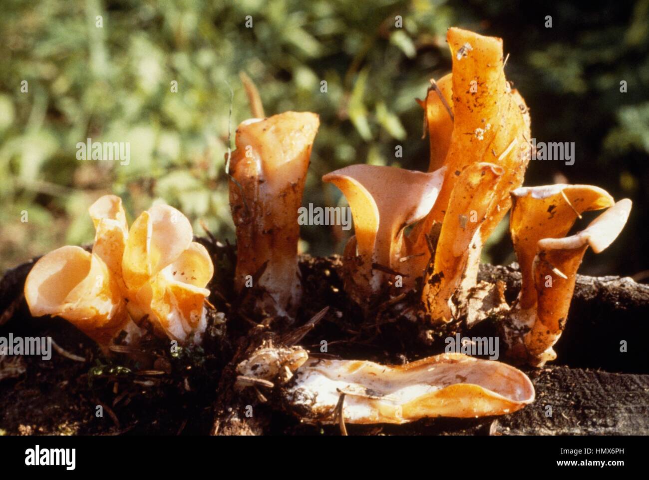 Gelée d'abricot (Tremella helvelloides ou Guepinia rufa), Tremellaceae. Banque D'Images