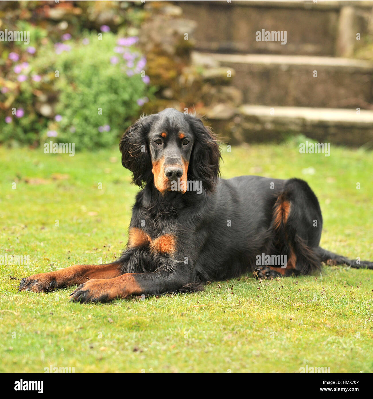 Pedigree gordon setter Banque de photographies et d’images à haute