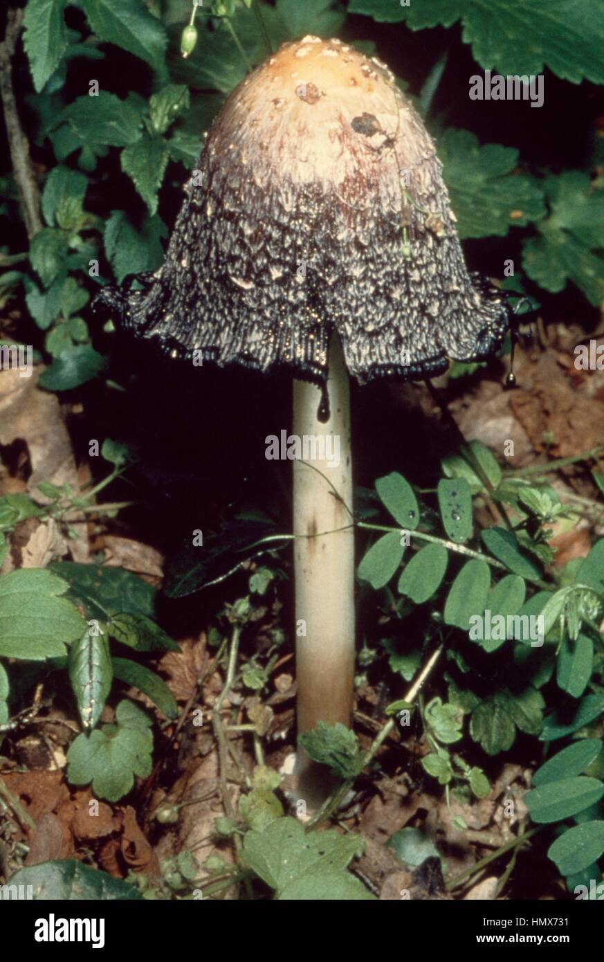Shaggy, cap d'avocat ou la perruque de Shaggy mane (Coprinus comatus), Coprinaceae. Banque D'Images