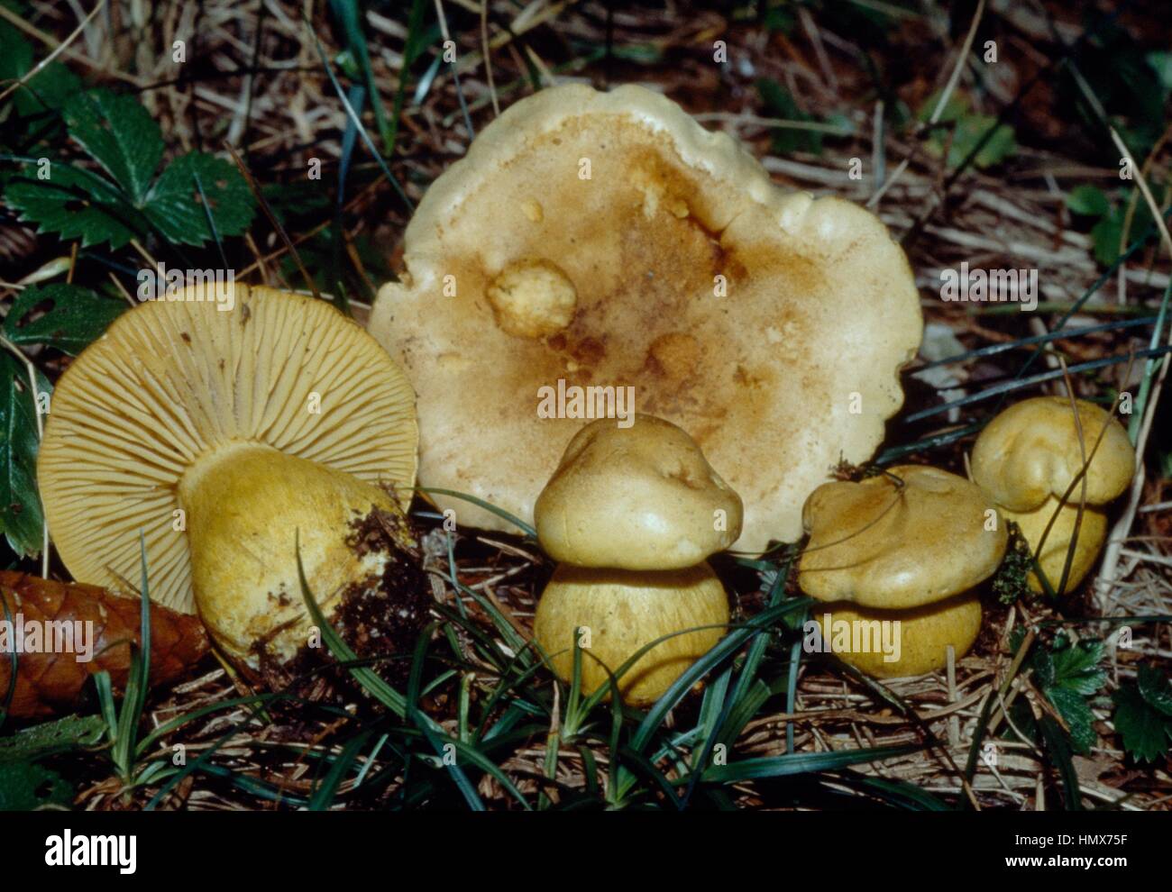 Chevalier de soufre ou de gaz (agaric Tricholoma sulphureum), Tricholomataceae. Banque D'Images