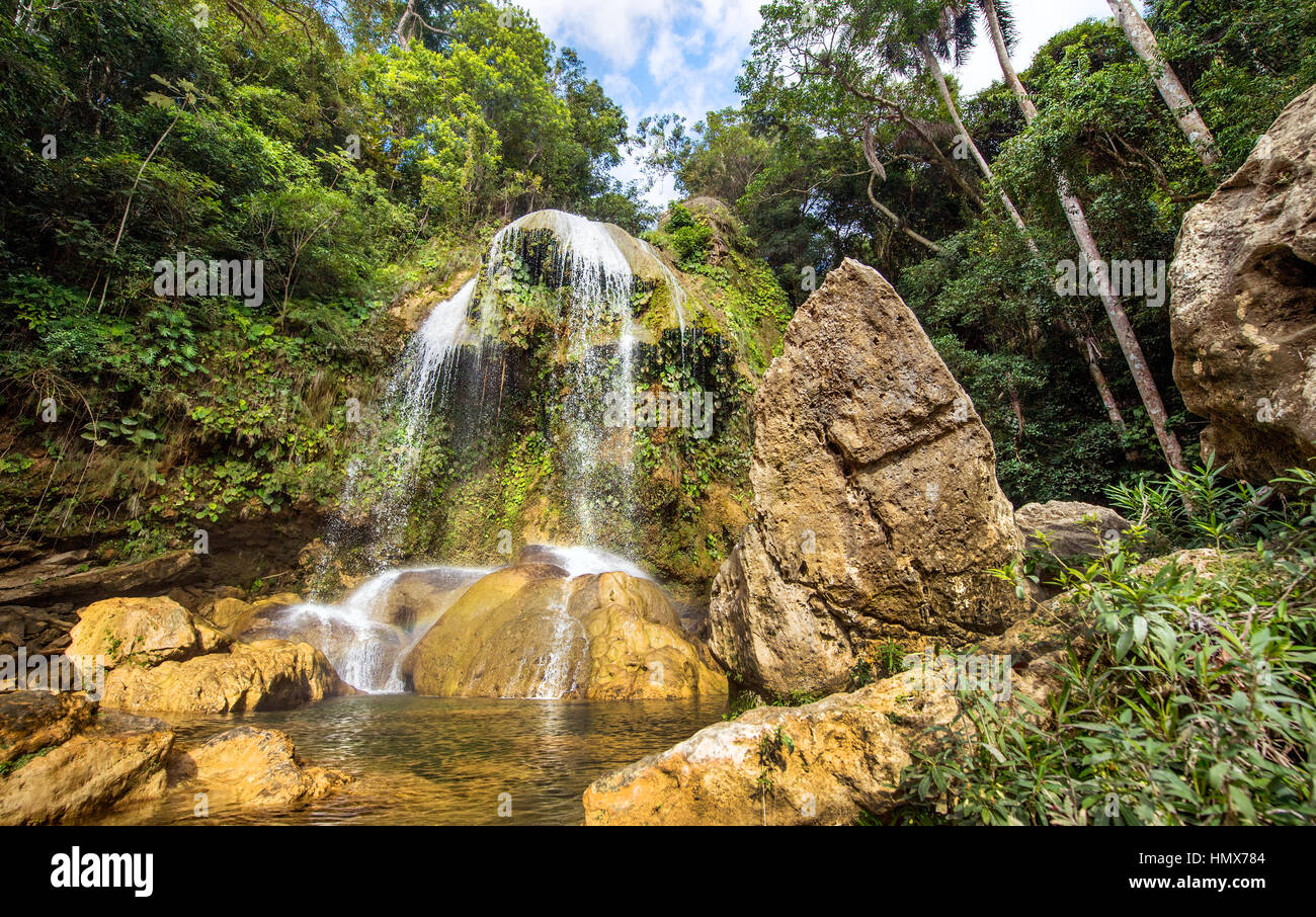 Cuba forêt tropicale jungle faune humide intérieur chaud, profond dans la jungle Banque D'Images