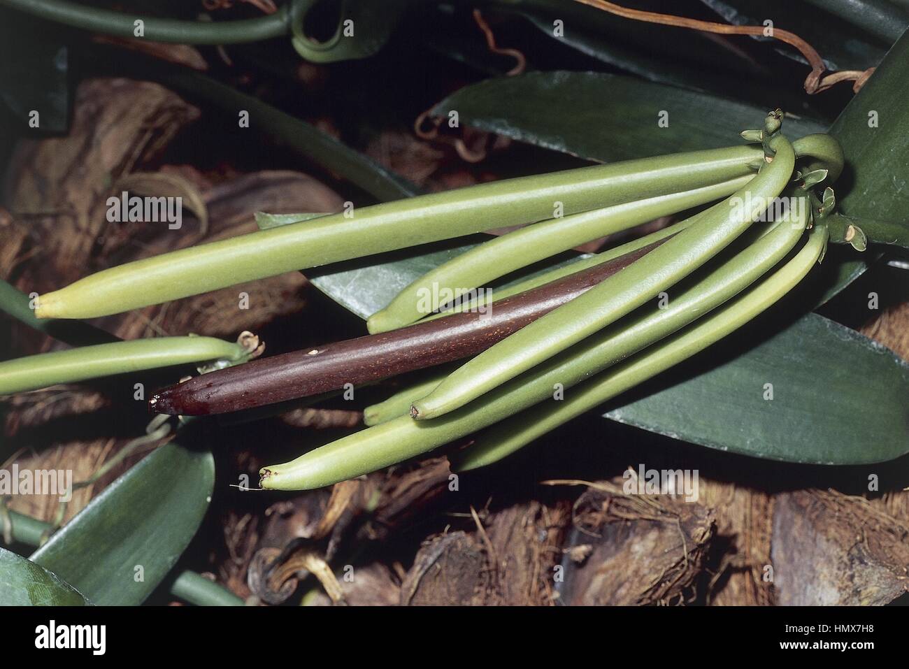 Botanique - Orchidaceae - vanille de Tahiti (Vanilla tahitensis) - Pods - Polynésie Française. Banque D'Images