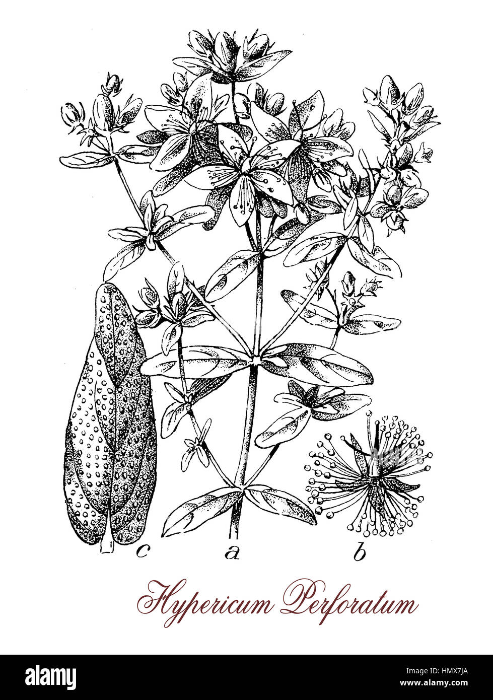 Hypericum perforatum ou le millepertuis est une plante à fleurs et herbe médicinale avec antidépresseur et anti-inflammatoire. Les feuilles ont de gouttelettes translucides, les fleurs sont jaune vif. Banque D'Images