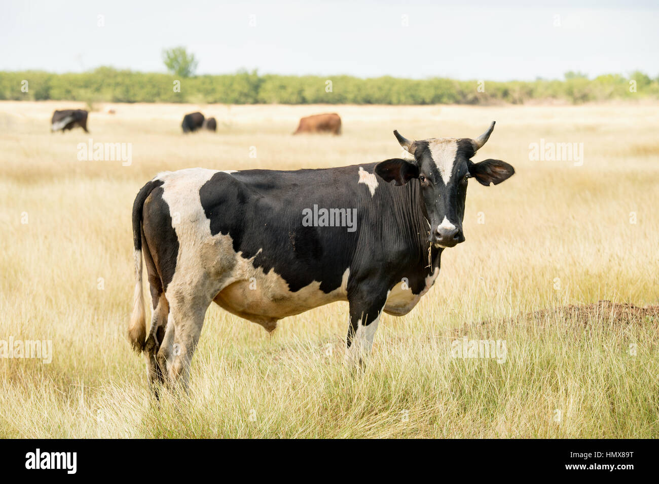 Élevage de bovins à Cuba Banque D'Images