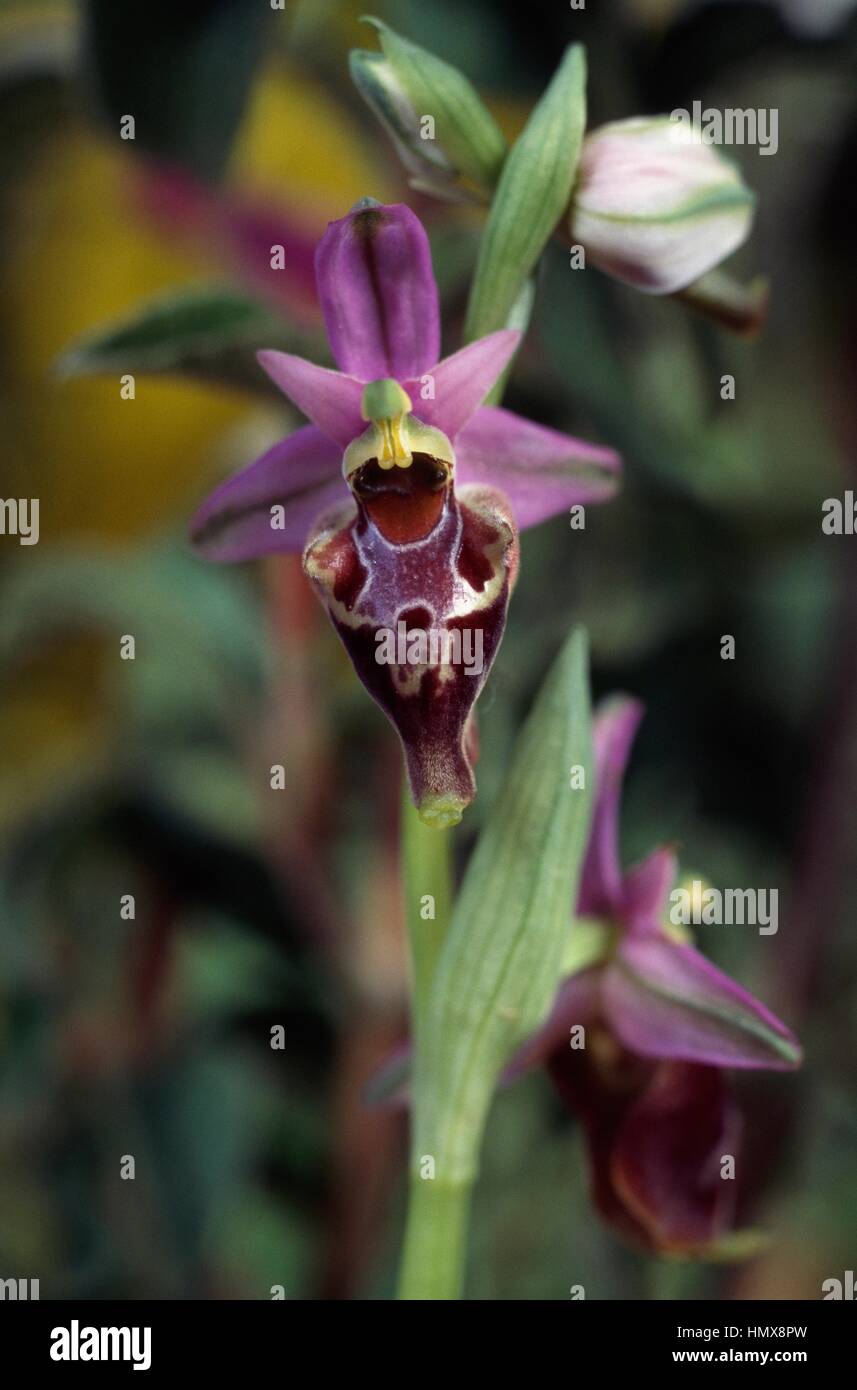 Woodcock Orchid (Ophrys scolopax), Orchidaceae, Parc National du Gargano, Pouilles, Italie. Banque D'Images