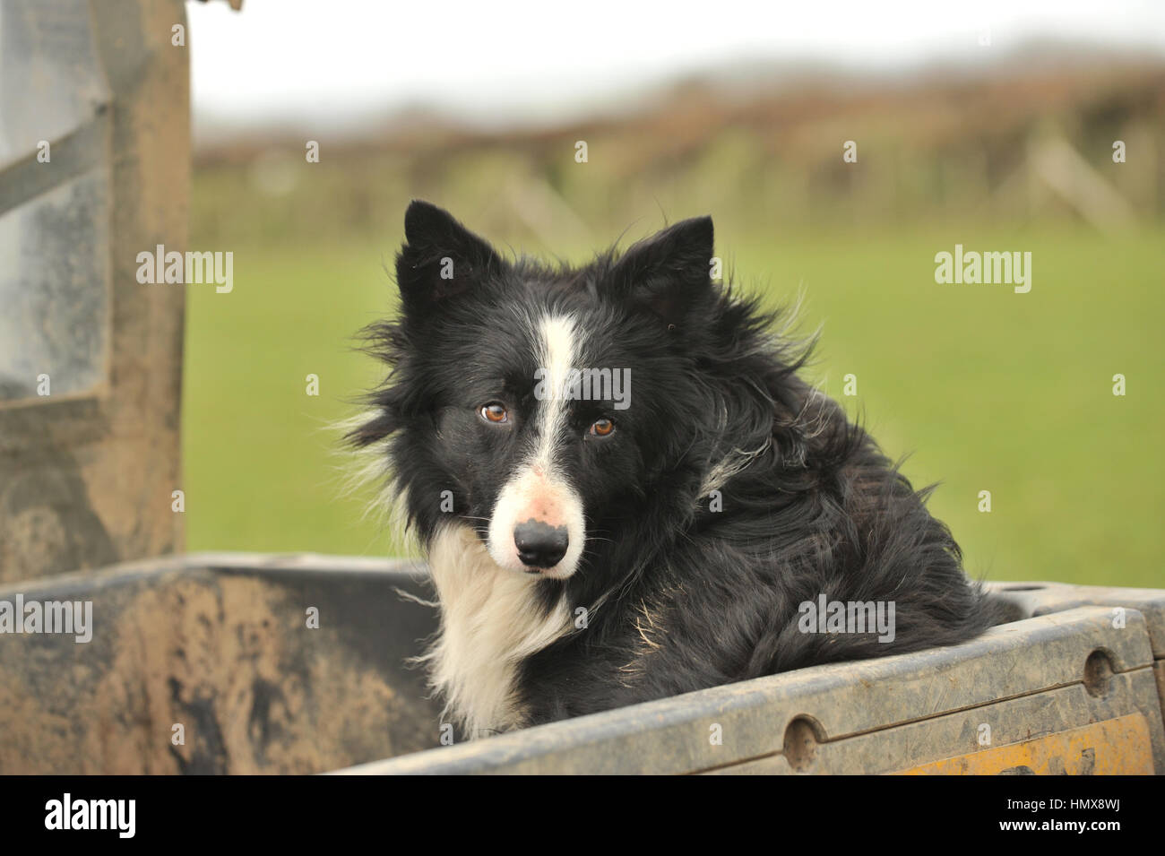 Border Collie ferme sur quad Banque D'Images