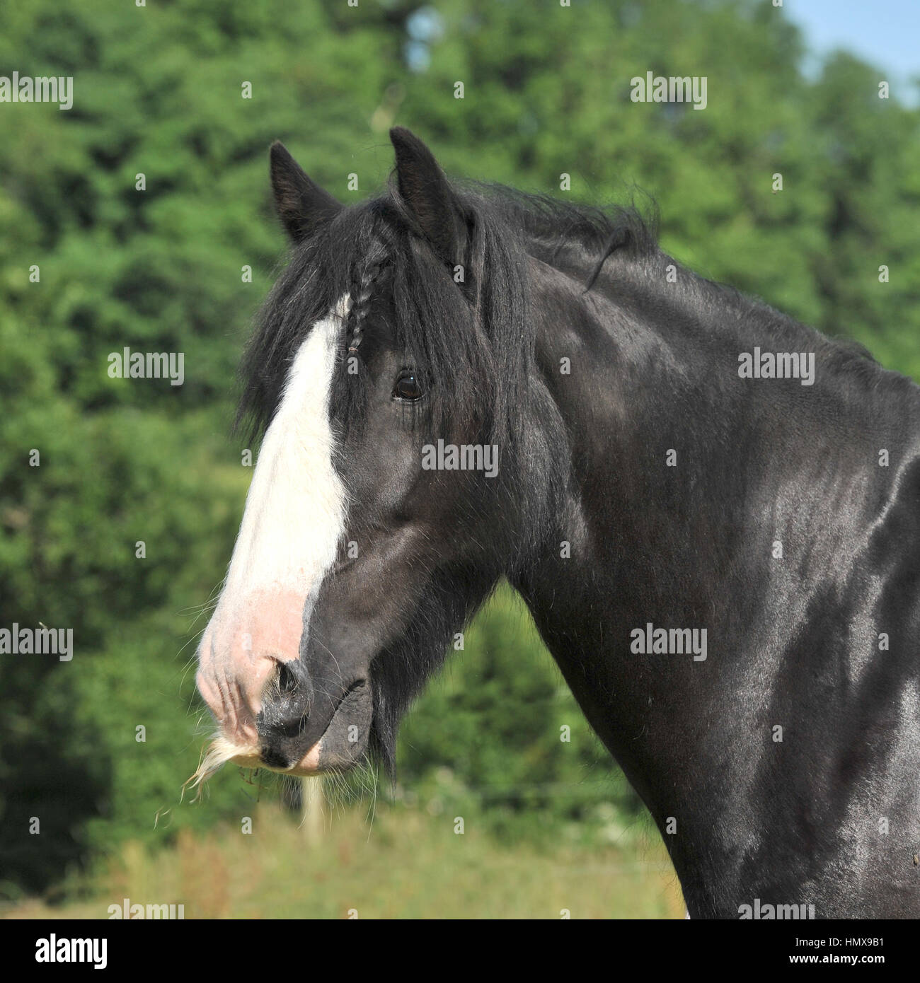 cheval noir Banque D'Images