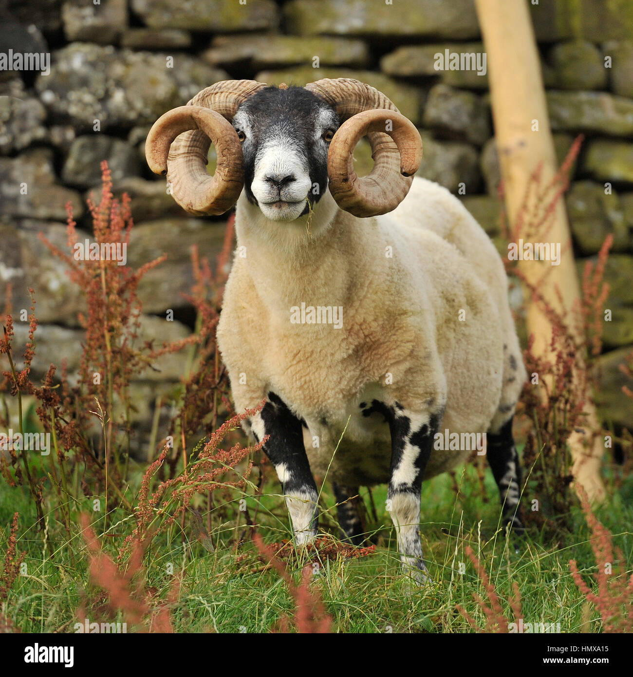 Scottish blackface ram Banque D'Images