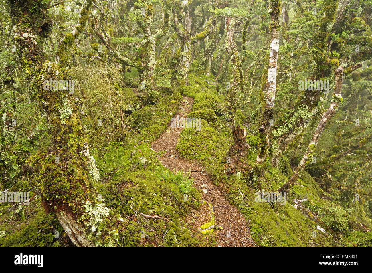 Tuatapere Hump Ridge voie chemin à travers la forêt moussue Nouvelle-zélande Banque D'Images
