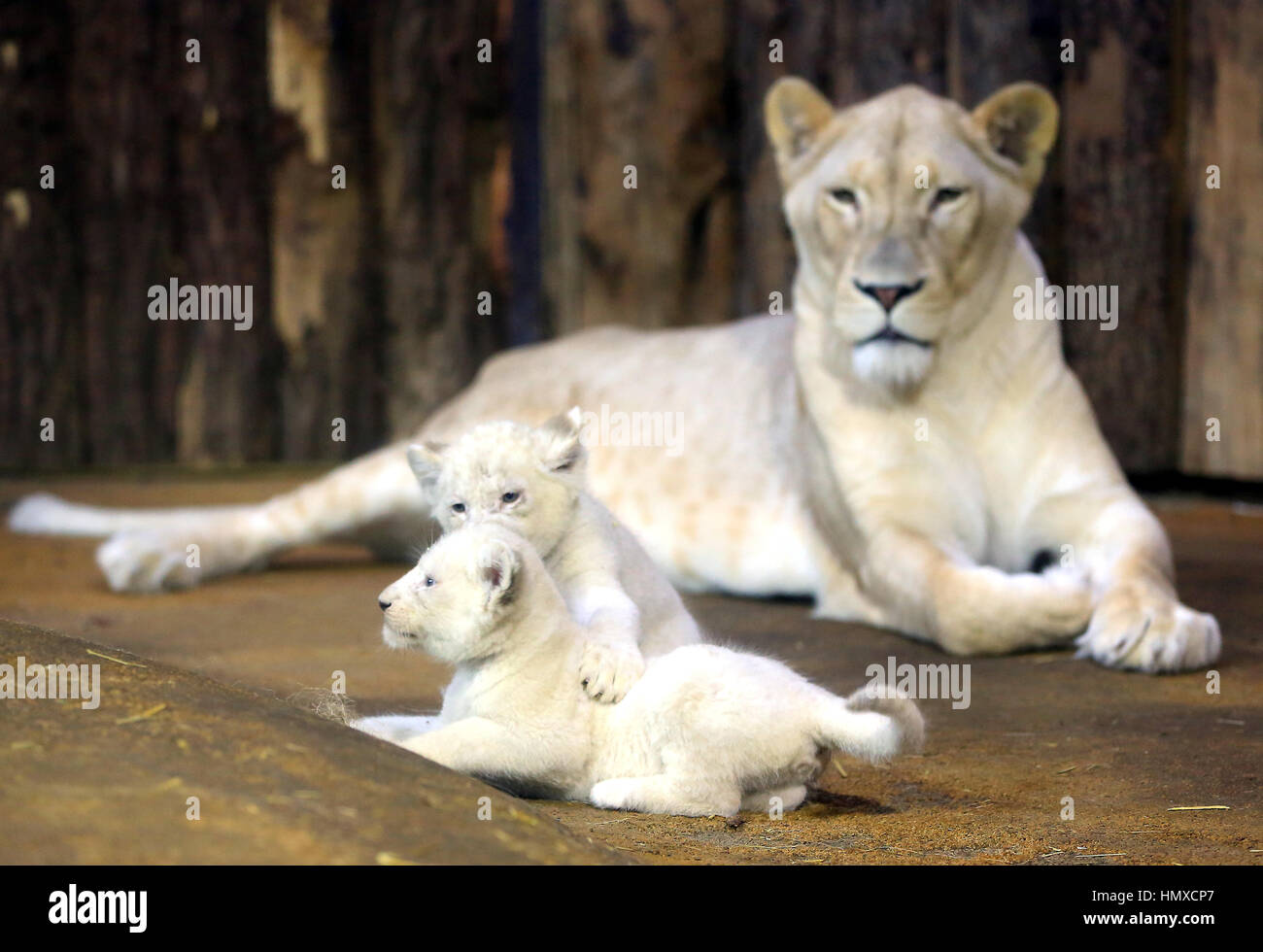 Bebes Lion Blanc Banque D Image Et Photos Alamy Bebes Lion Blanc Banque D Image Et Photos Alamy