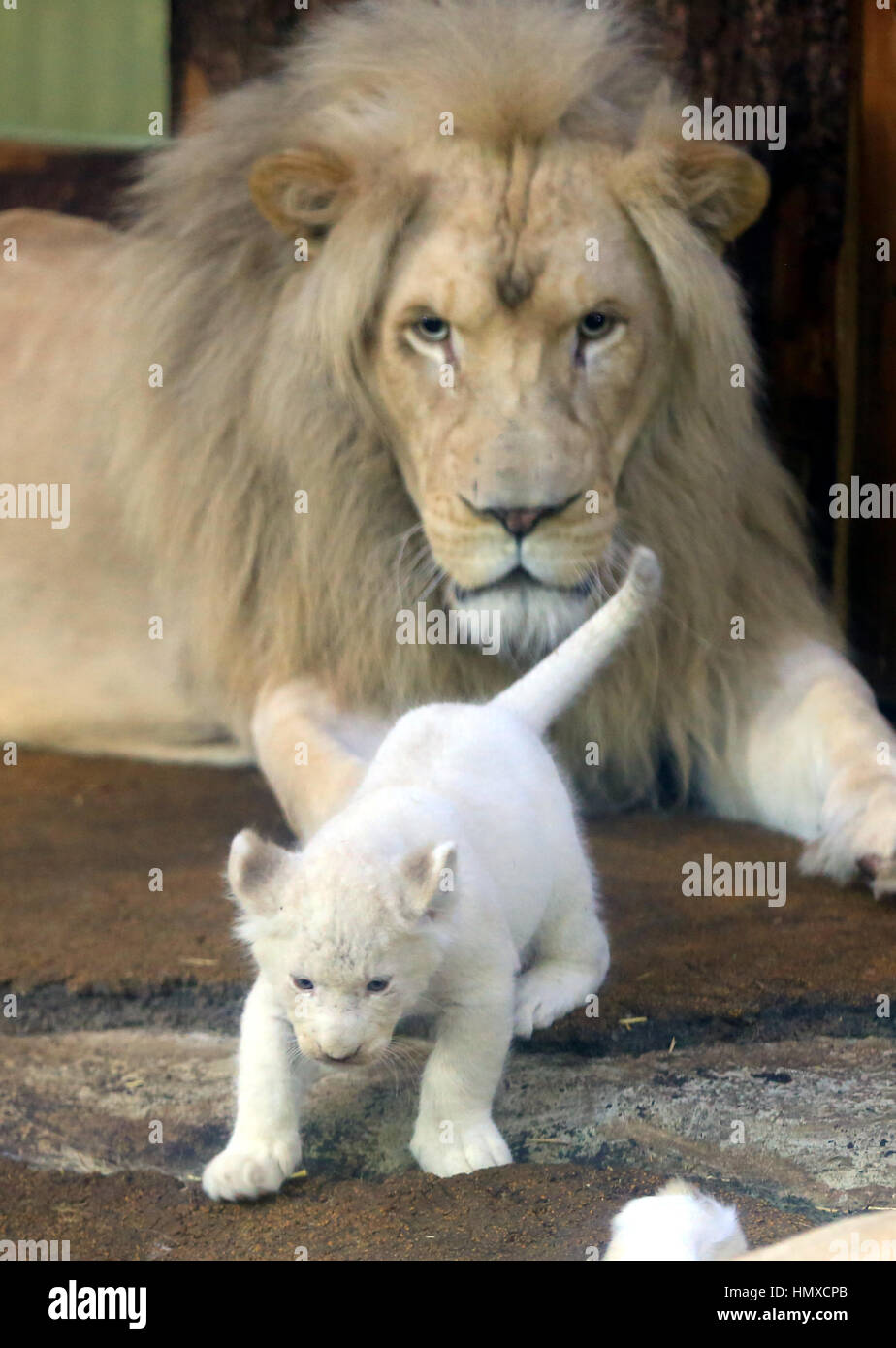 Bebes Lion Blanc Banque D Image Et Photos Alamy