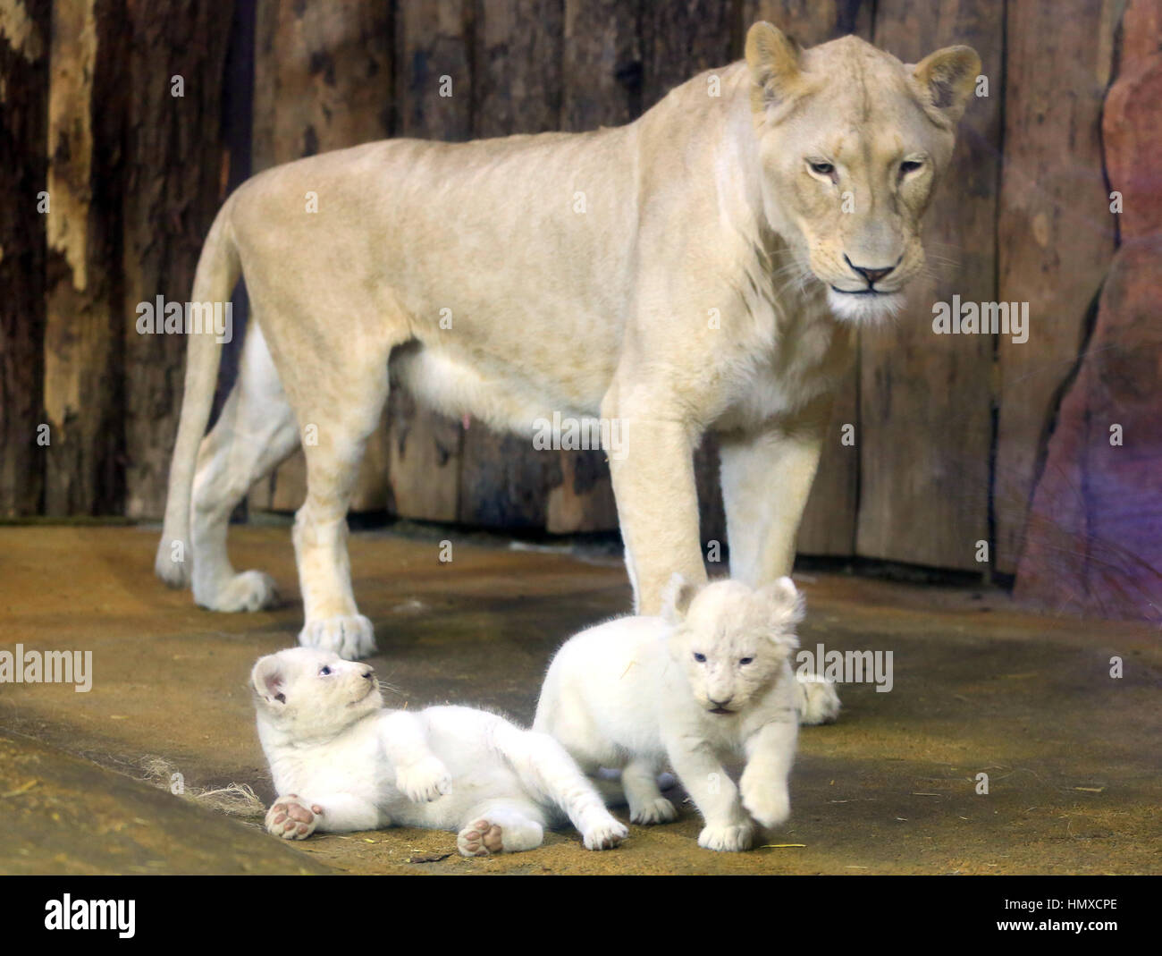 Bebes Lion Blanc Banque D Image Et Photos Alamy
