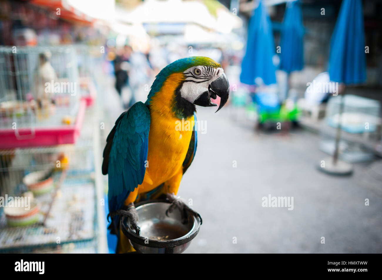 Perroquet Ara, Chatuchak à Bangkok Banque D'Images