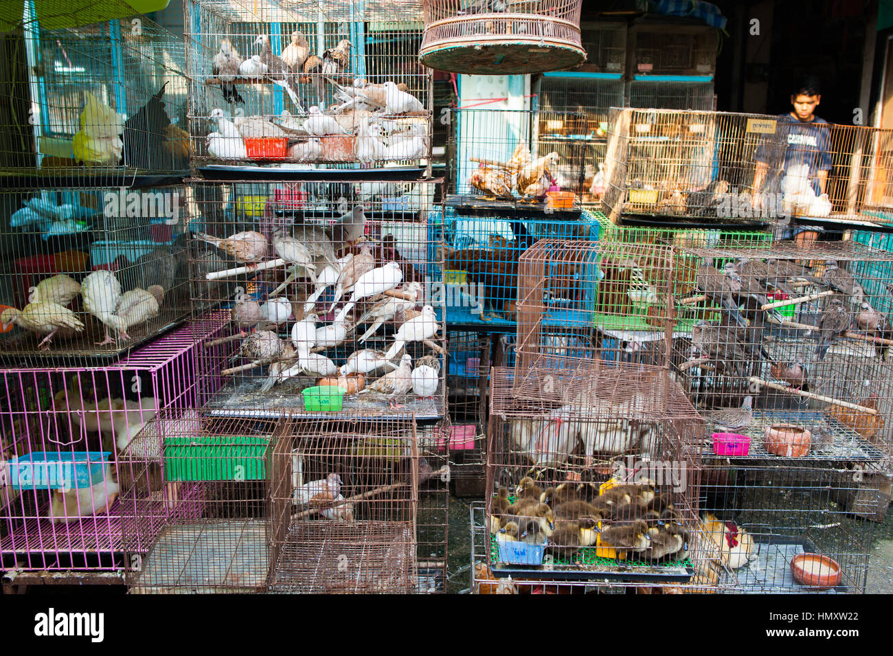 Animaux en marché de Chatuchak, Bangkok Banque D'Images
