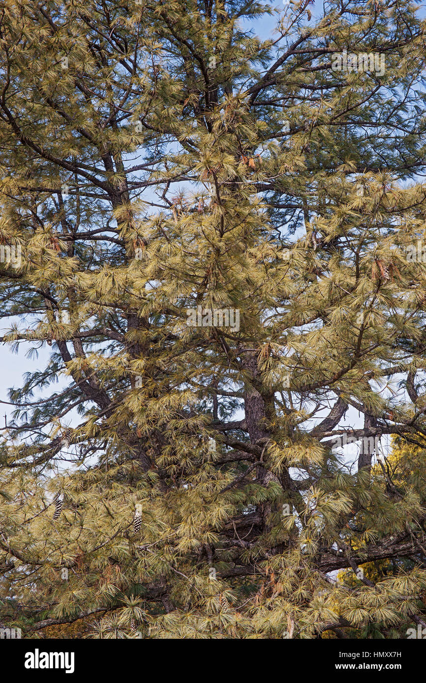 Bhutan Pine (Pinus wallichiana). Le Blue Pine, Pin de l'Himalaya et de l'himalaya Pin blanc également. Un autre noms scientifiques sont Pinus griffithii et Pin Banque D'Images