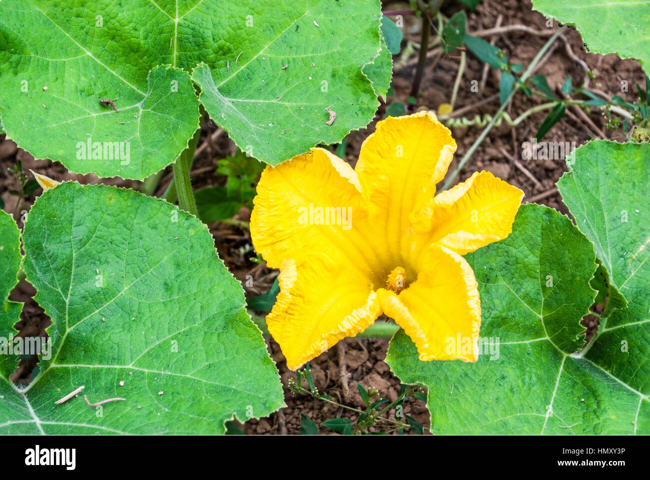 Pumpkin fleur qui s'épanouit sur le sol Banque D'Images