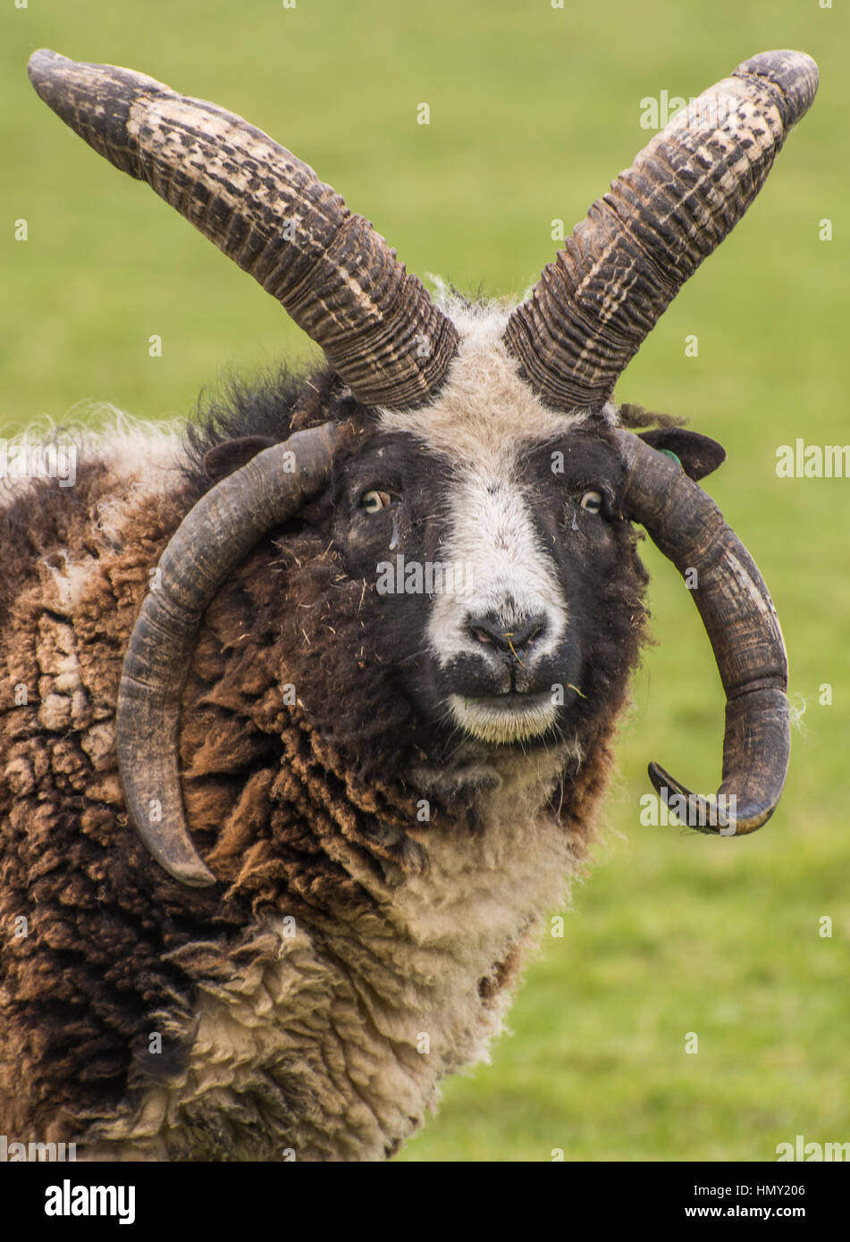 Belle moutons dans un champ à Otley Chevin, West Yorkshire Banque D'Images