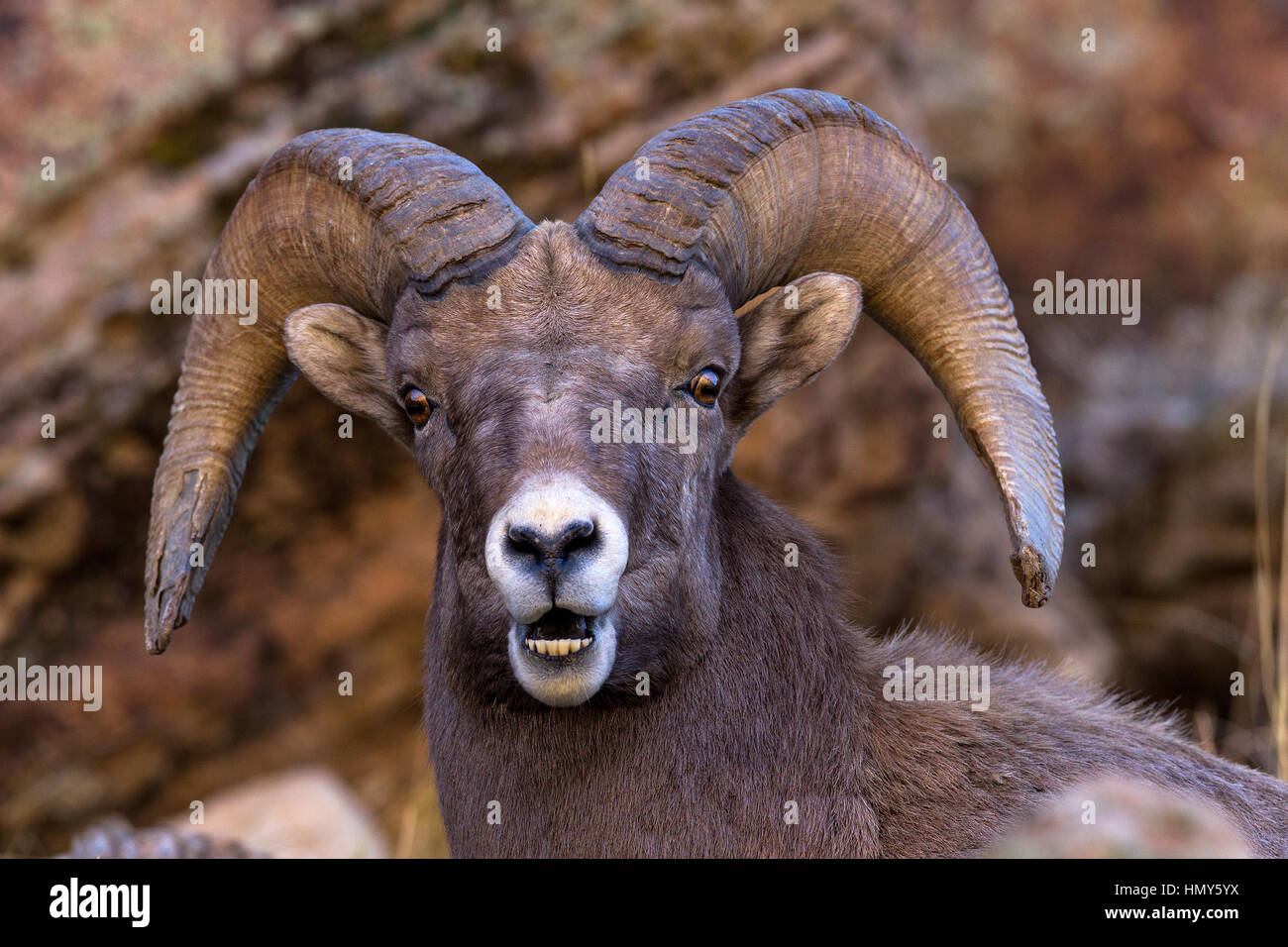 Close up d'un mouflon à Green River, Utah, USA Banque D'Images