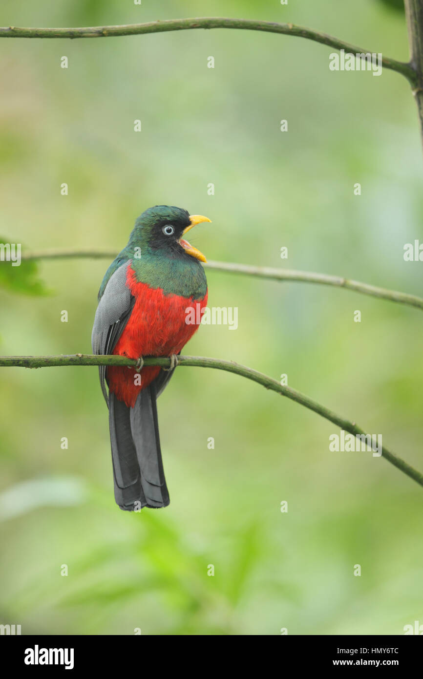 Blue-tailed Trogon Trogon comptus () - un homme de loi avec large ouverture dans le Choco de Mashpi cloudforest Lodge, la province de Pichincha, Equateur Banque D'Images