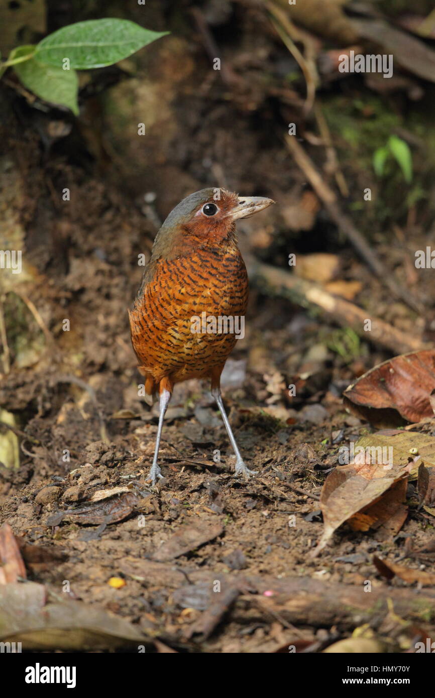 Grallaire géante (Grallaria gigantea) - un rare rez-de-logement de l'oiseau de la forêt de nuages Choco, dans la province de Pichincha, Equateur Banque D'Images