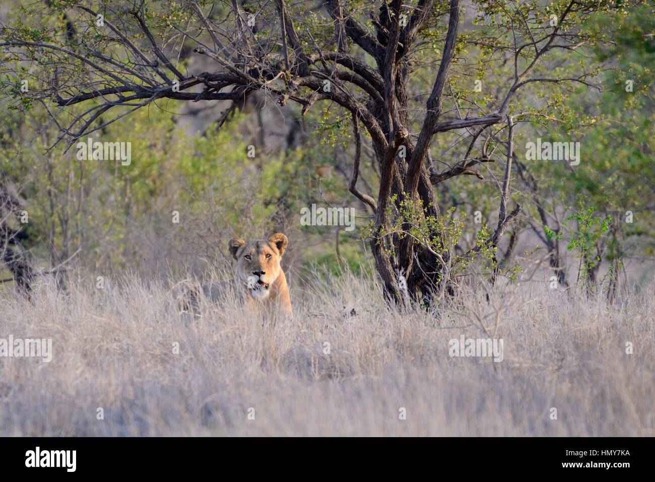 Lioness (Panthera leo), le repos, dans l'herbe haute, tôt le matin, Kruger National Park, Afrique du Sud, l'Afrique Banque D'Images