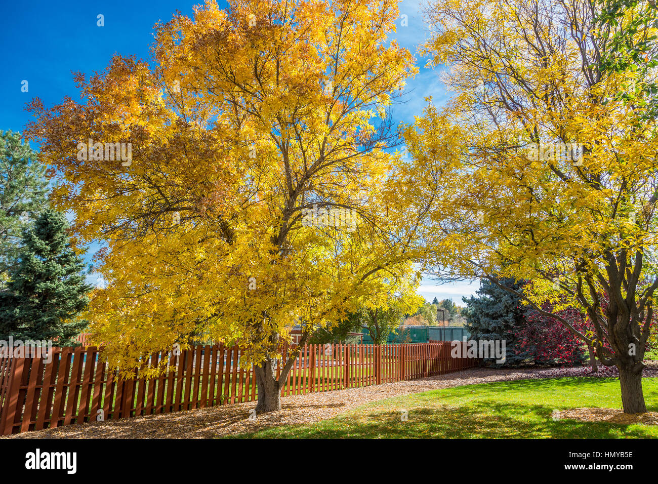 Les arbres d'or par Red Fence in Park Banque D'Images