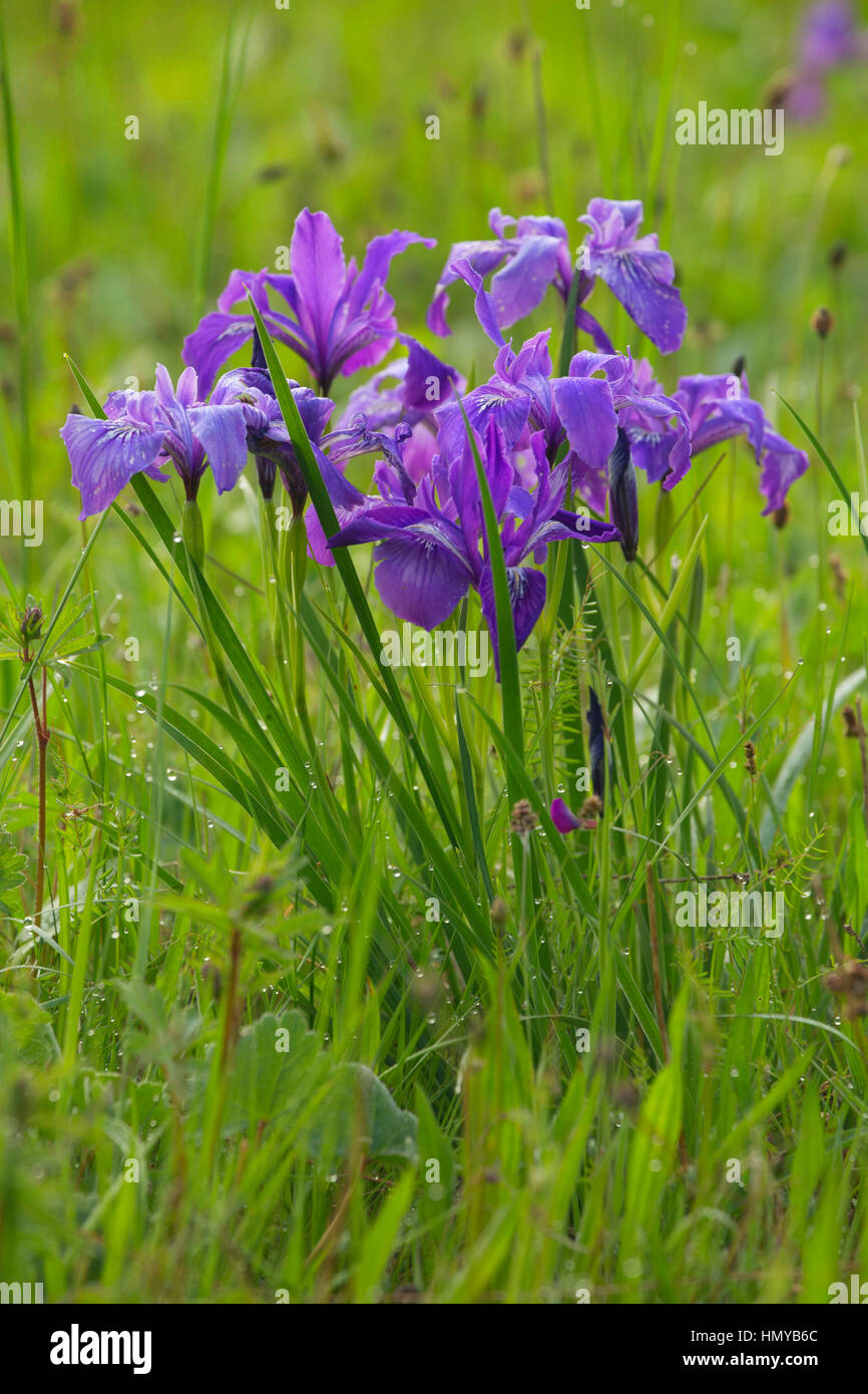 Oregon (iris Iris tenax), William Finley National Wildlife Refuge, Oregon Banque D'Images