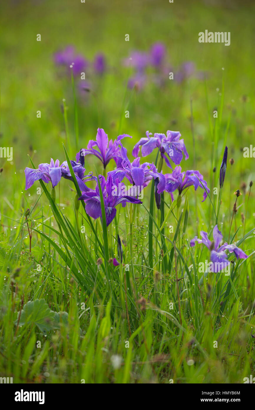 Oregon (iris Iris tenax), William Finley National Wildlife Refuge, Oregon Banque D'Images