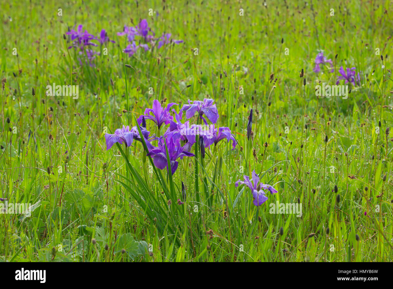 Oregon (iris Iris tenax), William Finley National Wildlife Refuge, Oregon Banque D'Images