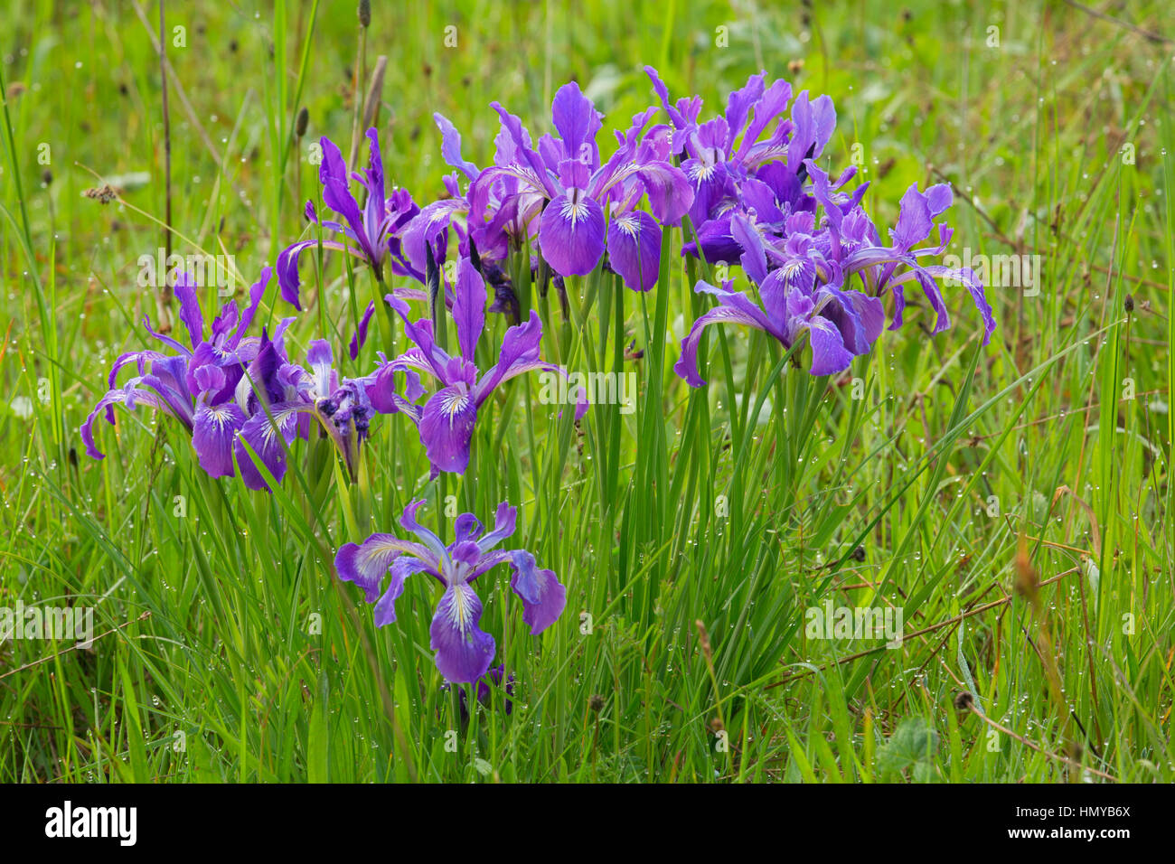 Oregon (iris Iris tenax), William Finley National Wildlife Refuge, Oregon Banque D'Images