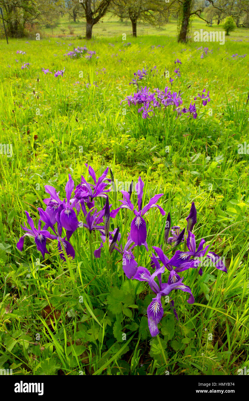 Oregon (iris Iris tenax), William Finley National Wildlife Refuge, Oregon Banque D'Images