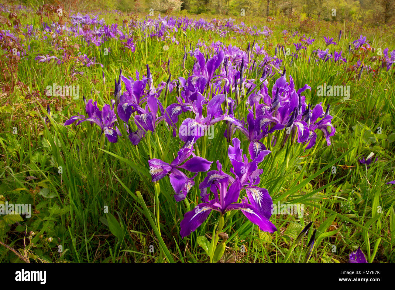 Oregon (iris Iris tenax), William Finley National Wildlife Refuge, Oregon Banque D'Images