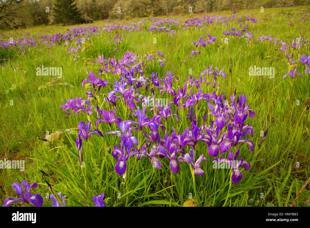 Oregon (iris Iris tenax), William Finley National Wildlife Refuge, Oregon Banque D'Images