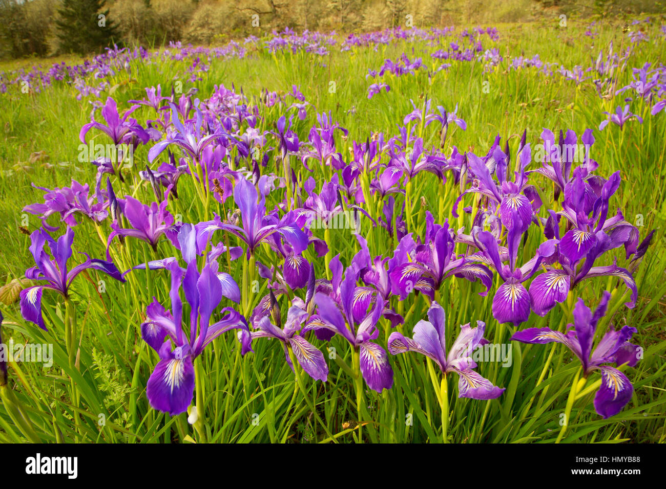 Oregon (iris Iris tenax), William Finley National Wildlife Refuge, Oregon Banque D'Images