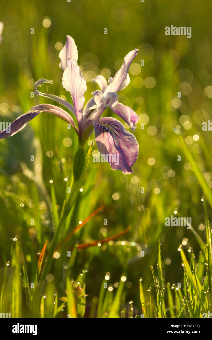 Oregon (iris Iris tenax), William Finley National Wildlife Refuge, Oregon Banque D'Images