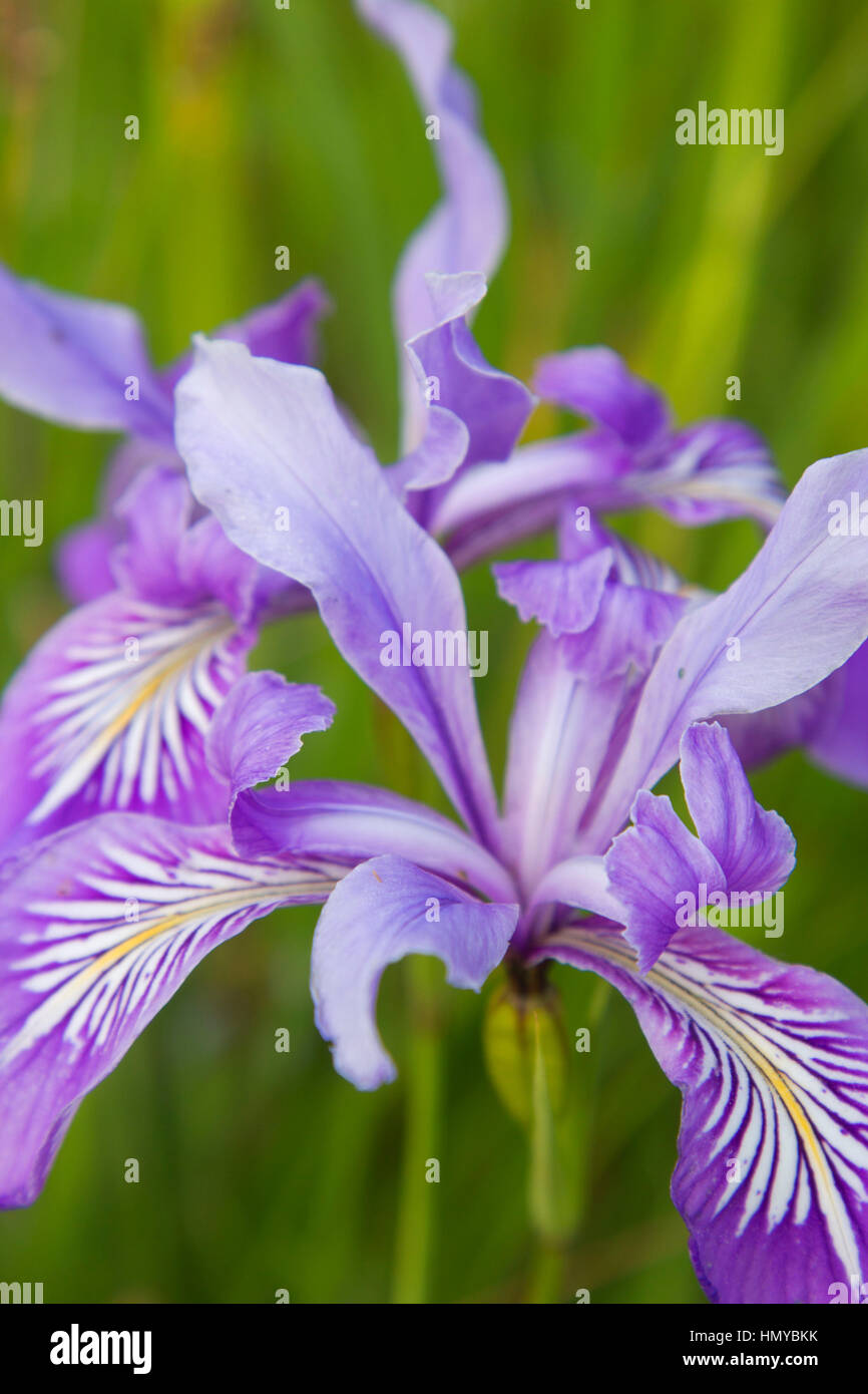 Oregon (iris Iris tenax), William Finley National Wildlife Refuge, Oregon Banque D'Images