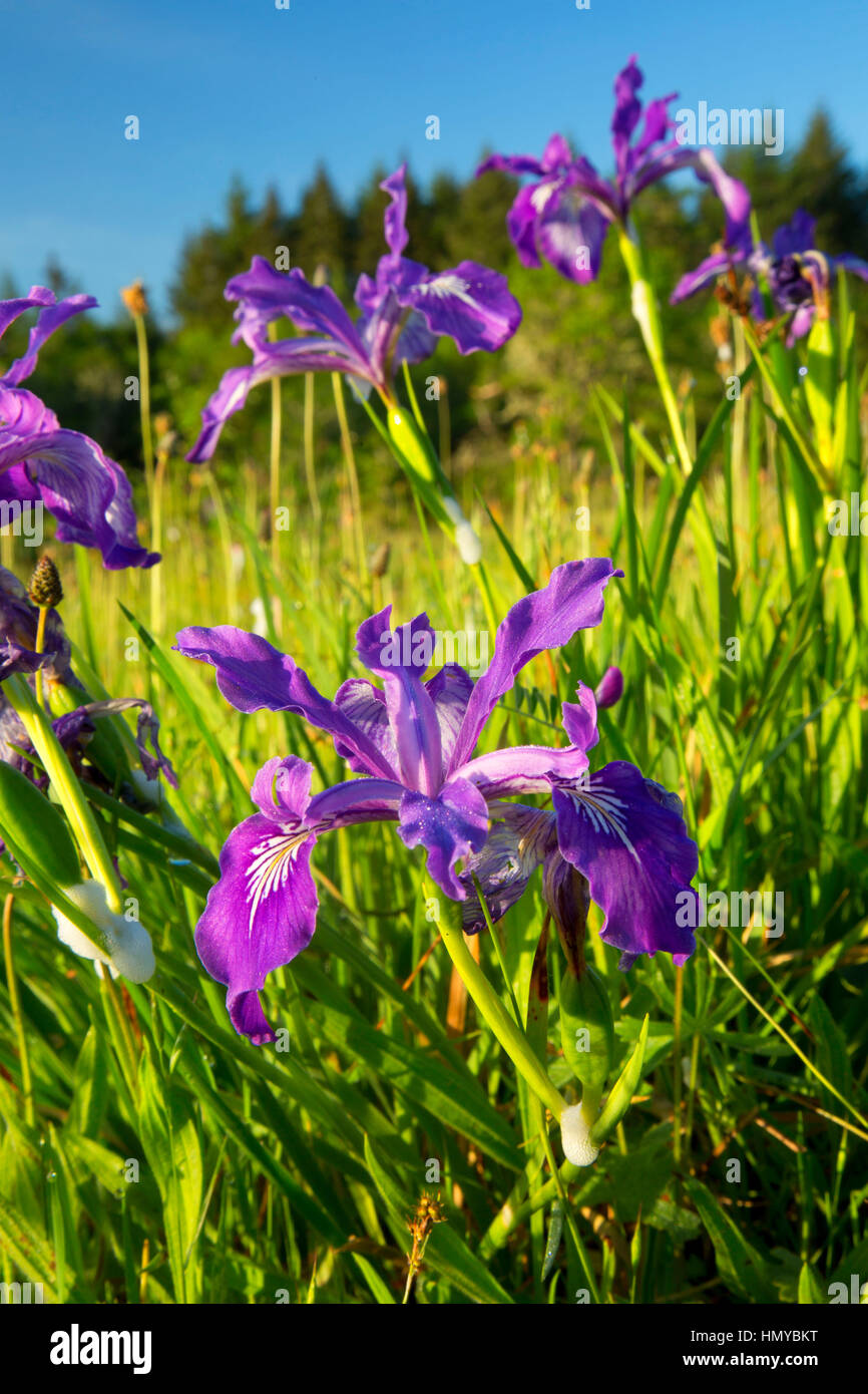 Oregon (iris Iris tenax), William Finley National Wildlife Refuge, Oregon Banque D'Images