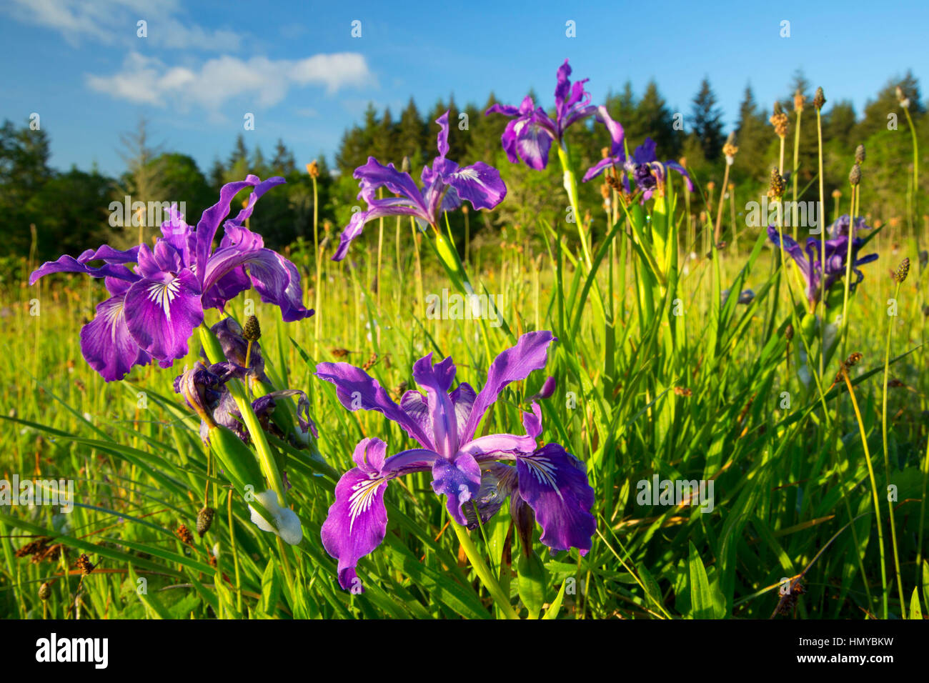 Oregon (iris Iris tenax), William Finley National Wildlife Refuge, Oregon Banque D'Images