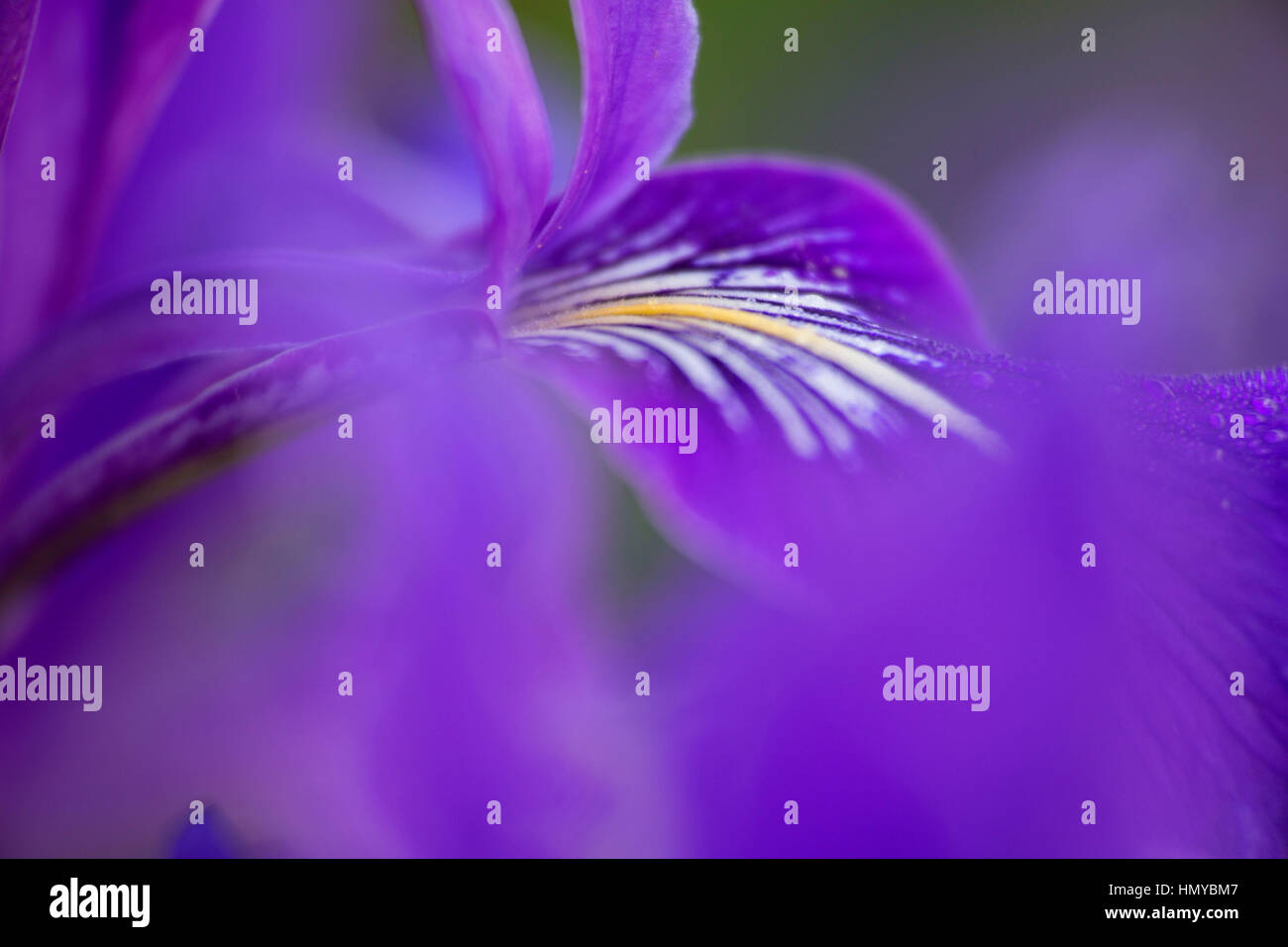 Oregon (iris Iris tenax), William Finley National Wildlife Refuge, Oregon Banque D'Images