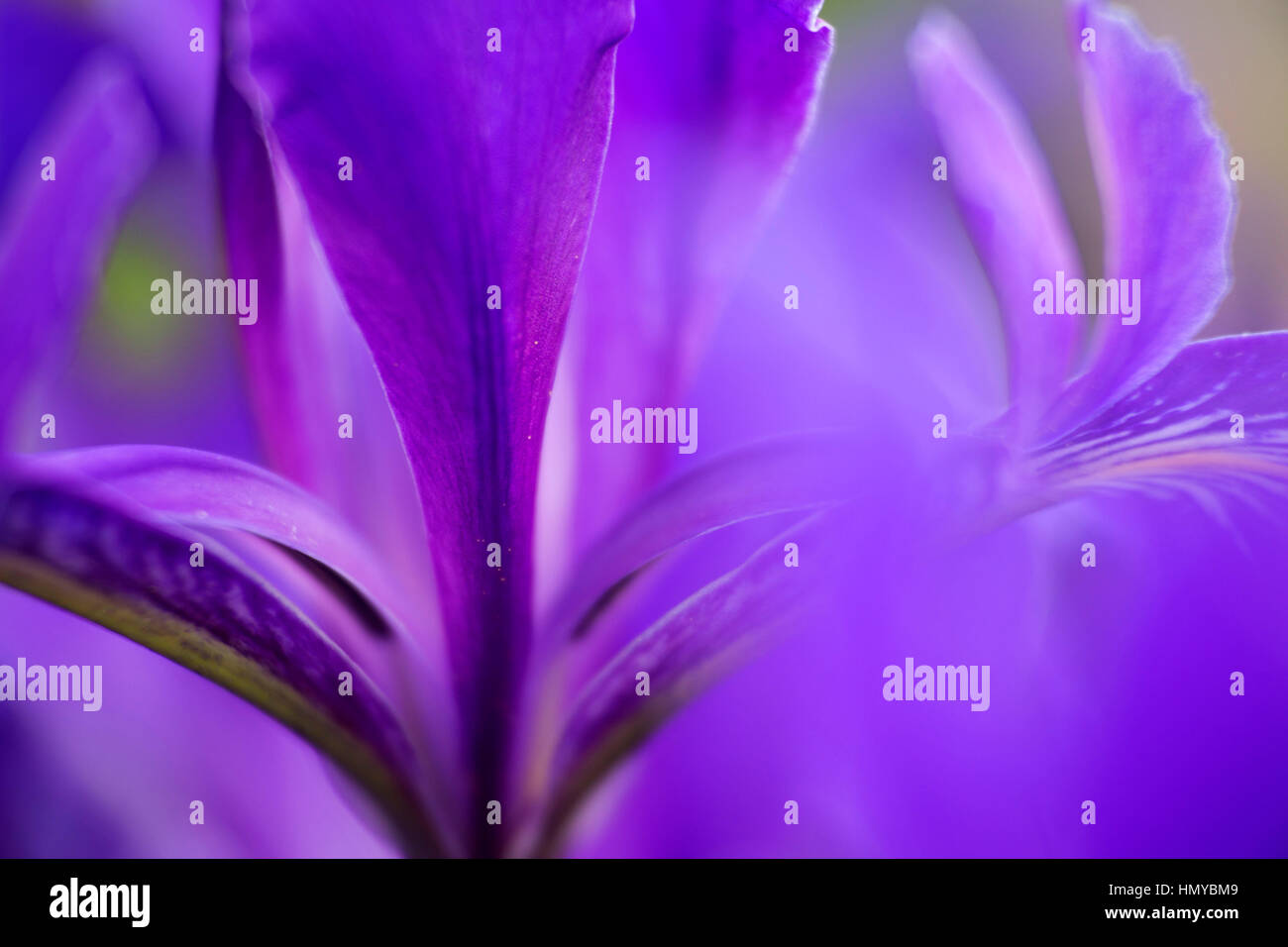 Oregon (iris Iris tenax), William Finley National Wildlife Refuge, Oregon Banque D'Images