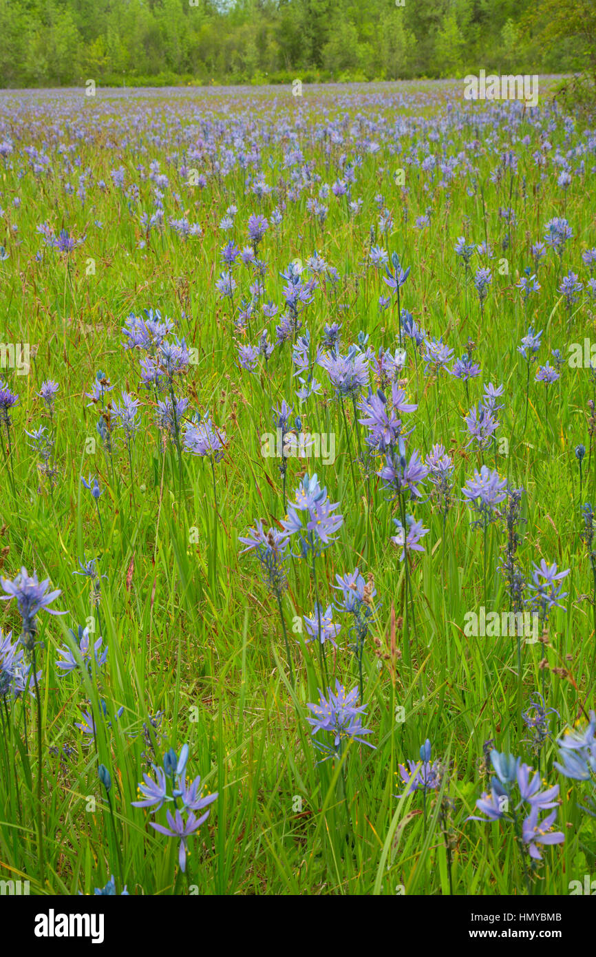 Champ commun camas, Fern Ridge de faune, de l'Oregon Banque D'Images