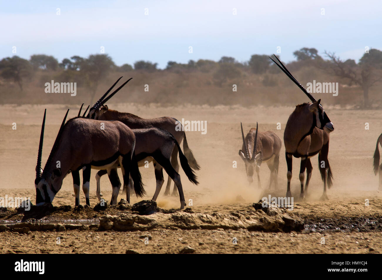 En Transfontier Kgalagadi Gemsbok Park, Afrique du Sud Banque D'Images