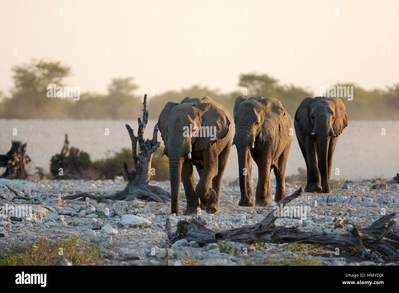 L'éléphant au parc national d'Etosha, Namibie. Banque D'Images