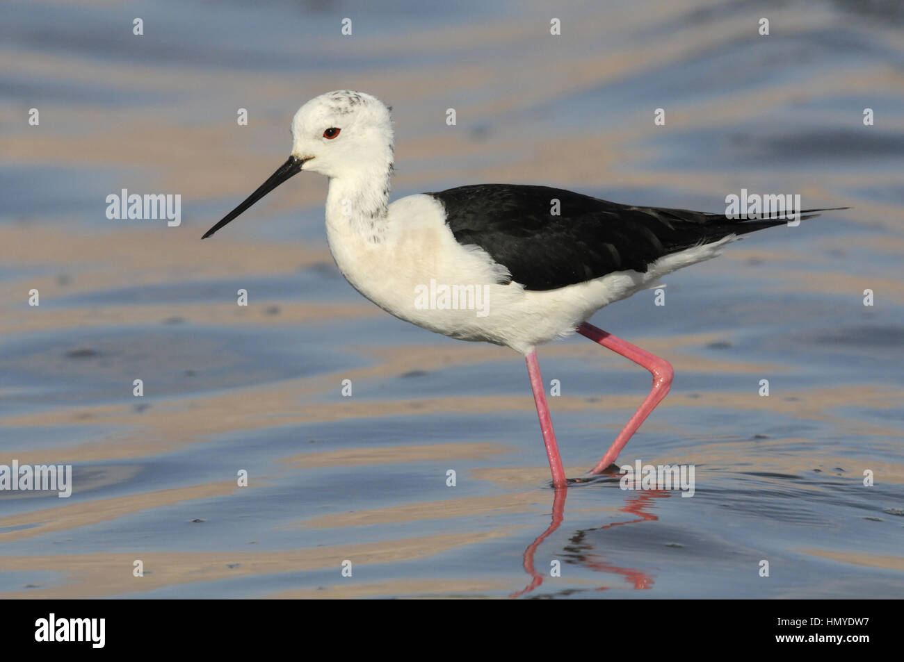 Black-winged Stilt - Himantopus himantopus Banque D'Images