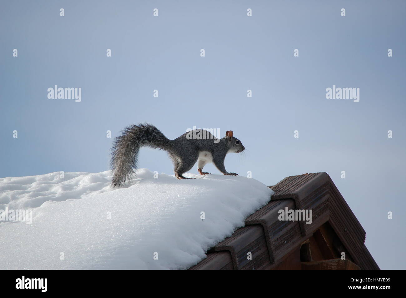 Un écureuil gris de l'ouest à travers padding le toit de la maison sur un froid matin d'hiver dans la région de Virginia City Highlands, Nevada. Banque D'Images