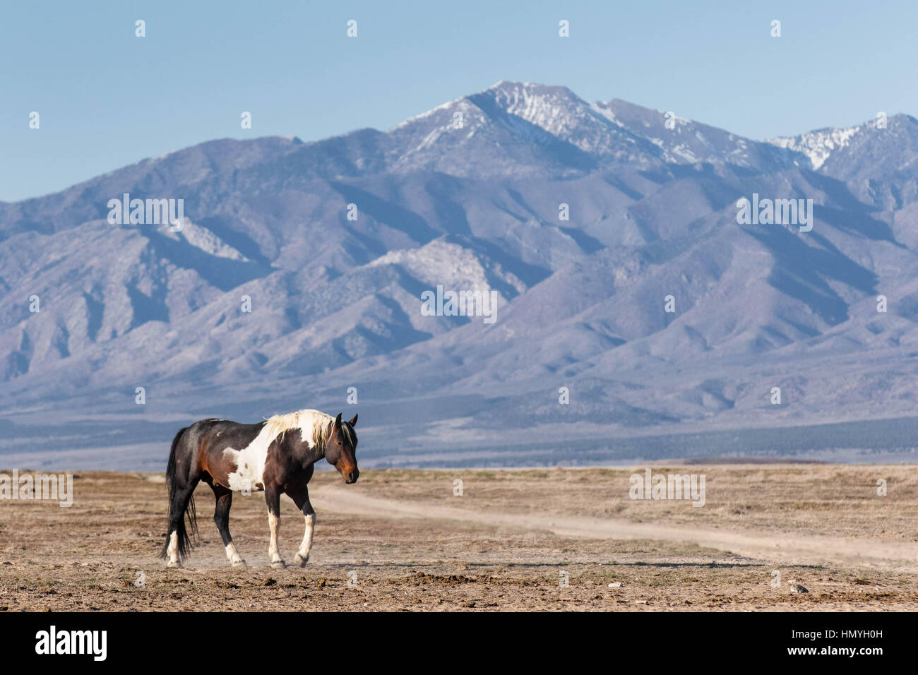 Stock Photo : marron et blanc Cheval (Equus ferus caballus) dans le désert de l'Ouest à l'extérieur de Salt Lake City, Utah, USA, Amérique du Nord Banque D'Images