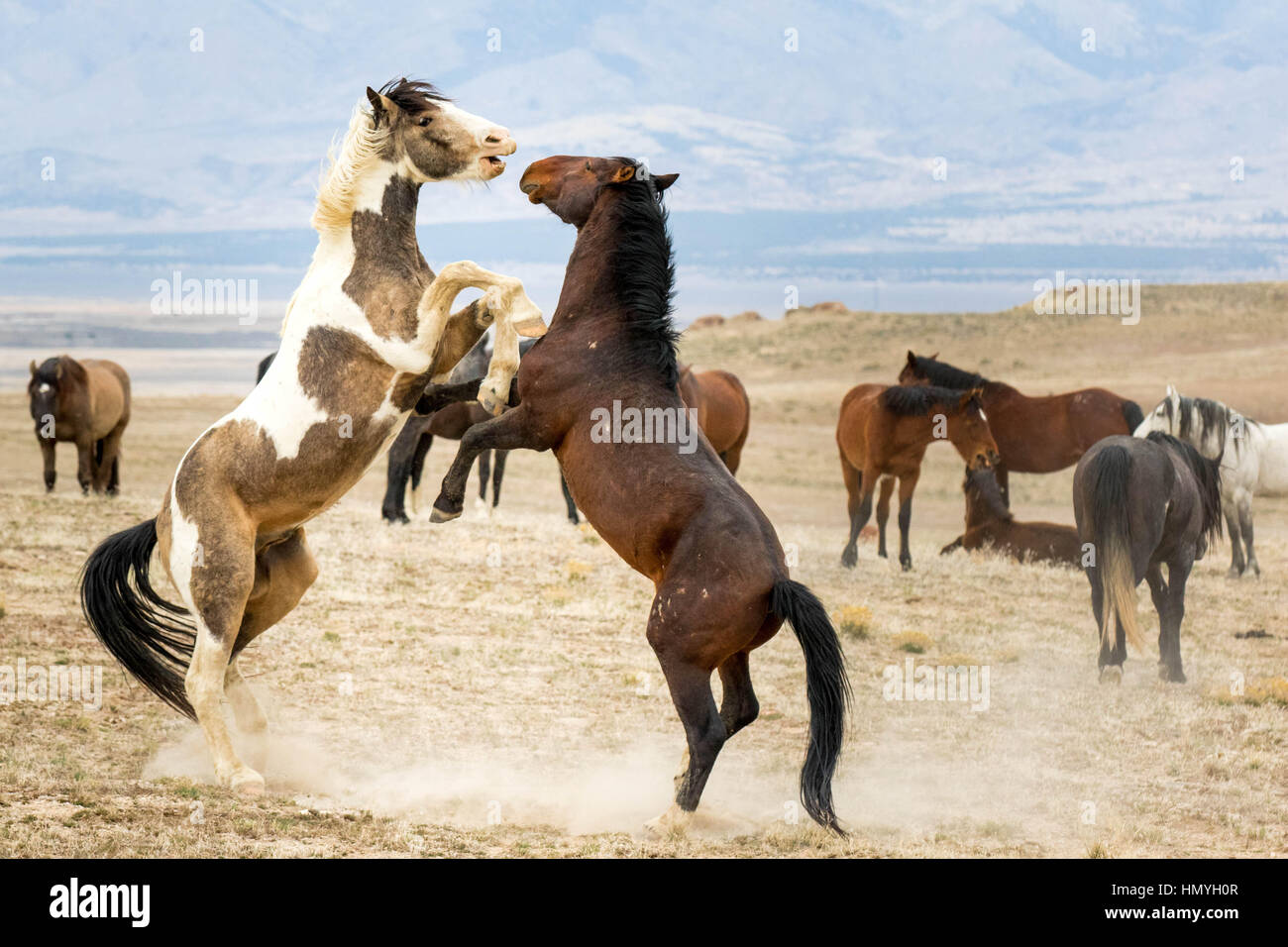 Deux actions mustangs sauvages de Sparring (Equus ferus caballus) dans le désert de l'Ouest, Utah, USA, Amérique du Nord Banque D'Images